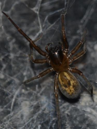 Réf. 223 631 : Amaurobius sp.